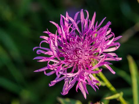 10 Types of Perennial Wildflowers | HGTV