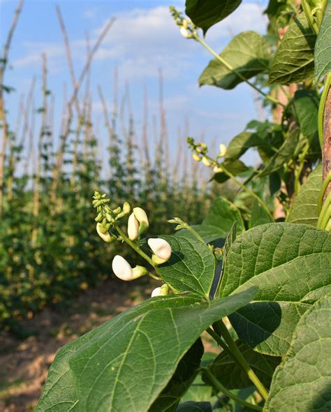 Butterbean flower. | Plant leaves, Wild food, Plants