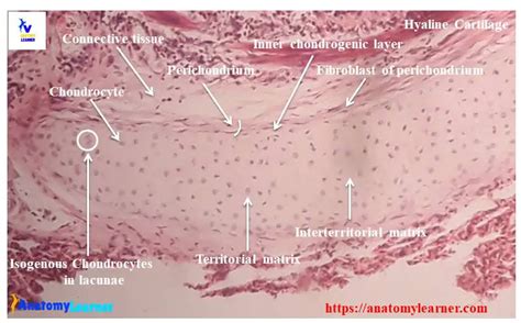 Hyaline Cartilage Histology - Description of Cells, Matrix and Slide ...