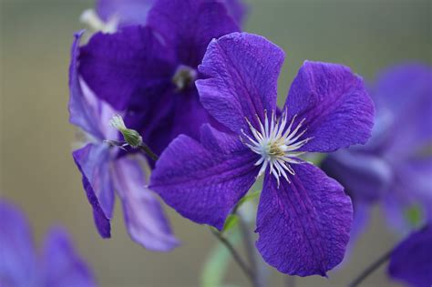 Blue Clematis Flowers - Free photo on Pixabay - Pixabay