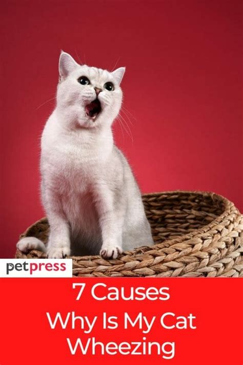 Answered: 7 Common Causes Why Is My Cat Wheezing