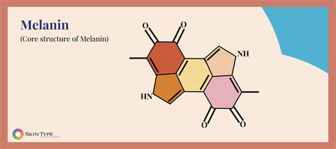 Melanin: Skin Pigment That Gives Skin Color – Skin Type Solutions