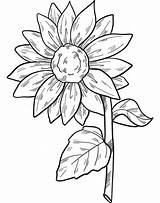 Sunflower coloring Page  Free Printable Coloring Pages sketch template