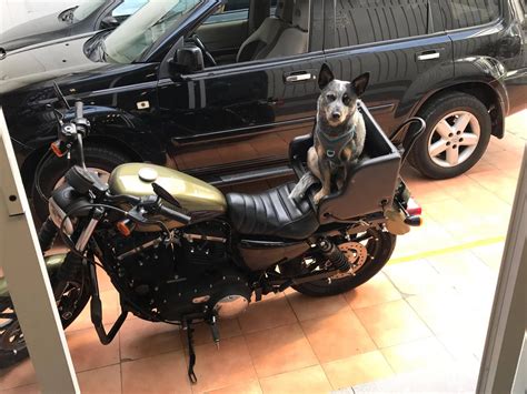 Motorcycle Dog Seat Custom by Diego Stommel, DF, MX NAVI PET SEATS @diego2071 | Dog bike carrier ...