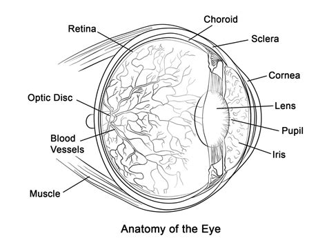 Human Eye Anatomy Coloring Pages - Coloring Cool