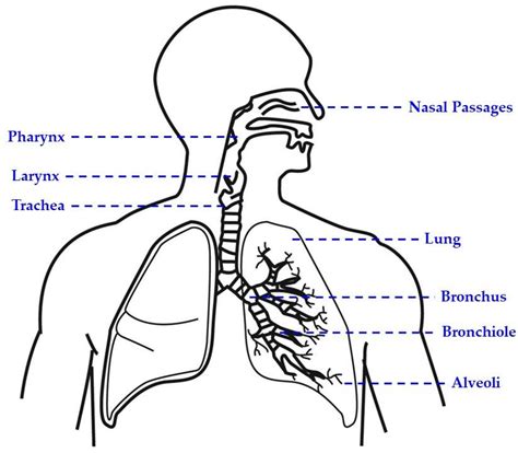 Schematic representation of the respiratory system. | Download Scientific Diagram