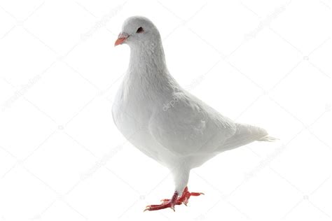 White pigeon - symbol of peace Stock Photo by ©bazil 91146064