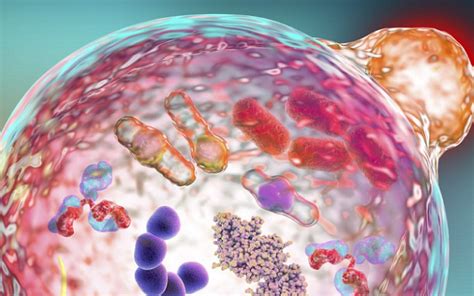 The Connection Between Autophagy and Cognitive Decline - Very Big Brain