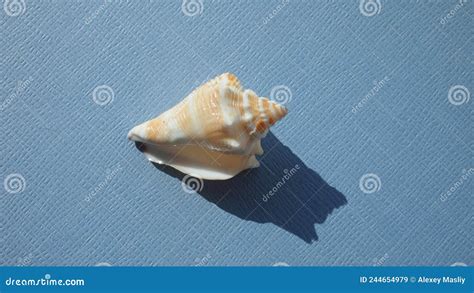 Seashell of Sea Snail Florida Fighting Conch, Strombus Alatus, on a ...