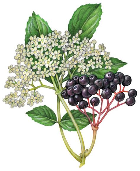 Illustration of Elder Berries and Elder Flowers | Botanical drawings, Elderberry flower ...