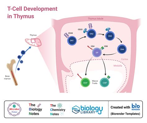 Thymus Gland- Definition, Structure, Hormones, Functions, Disorders