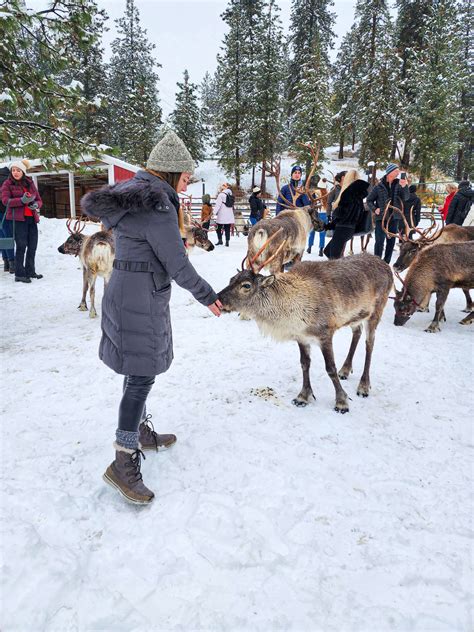 The Leavenworth Reindeer Farm: A Winter Bucket List Activity in ...