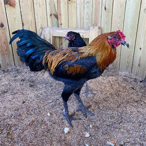 Liege Fighter Chicken Breed Info - Chicken & Chicks Info