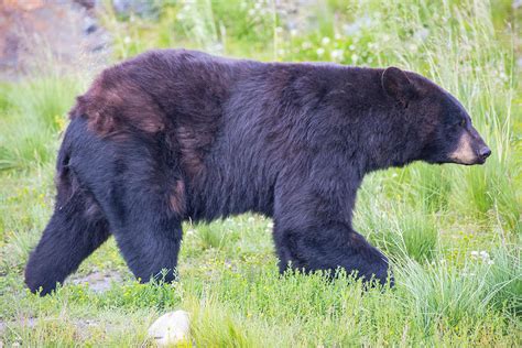 Alaskan Black Bear Photograph by Tyler Olson