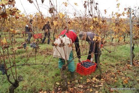 Nebbiolo harvest