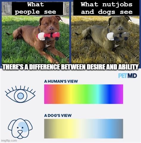 Difference in what dogs, humans and the insane can see - Imgflip