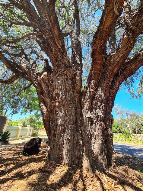 Western Australian Peppermint Tree Free Stock Photo - Public Domain Pictures