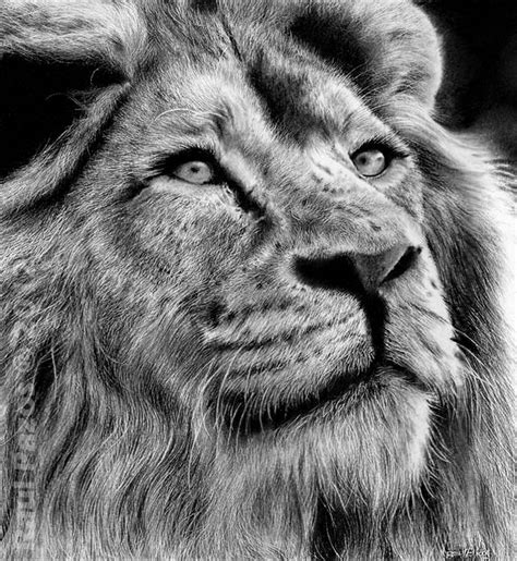 Lion Cool Drawings Of Animals - Drawing using prismacolor premier ...