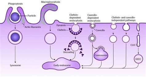 Endocytosis - Definition, Pathway, Types, Functions, Examples and FAQs