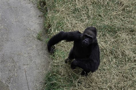 Gorilla | He grabbed a chunk of POOP and tried throwing it a… | Flickr