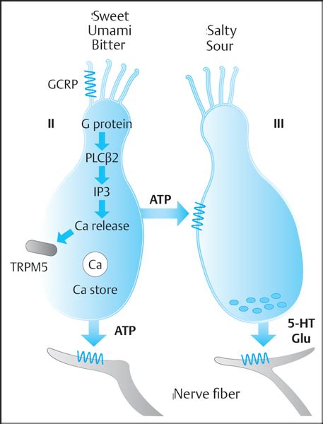 Functional Anatomy of the Gustatory System: From the Taste Papilla to the Gustatory Cortex ...