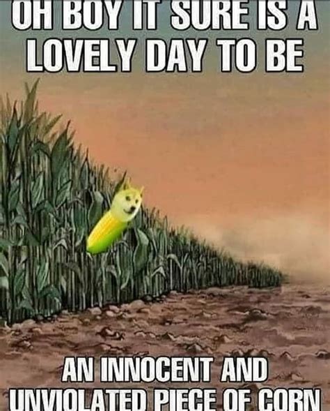 Corn : r/funny