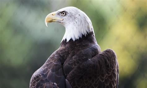 American Eagle Breeders