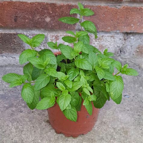 How to Grow Mint Plants Indoors - Gardening Sun