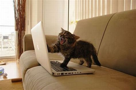 Funny & Cute Cats Using Laptop | Funny And Cute Animals