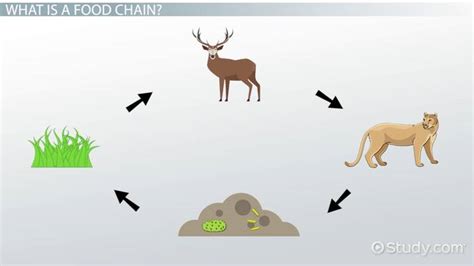 Science Food Chain Jeopardy Template