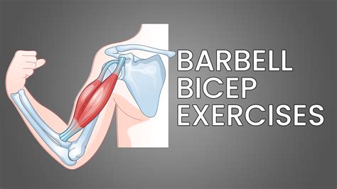 6 Best Barbell Bicep Exercises (with Pictures!) - Inspire US