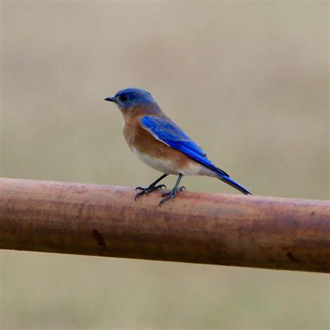 Backyard Birds of Maryland - Bird Watching Academy