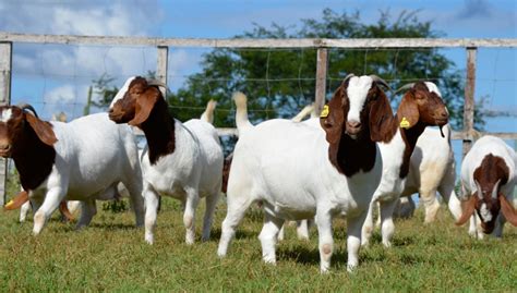 Top 15 Show Goat Breeds - The Happy Chicken Coop
