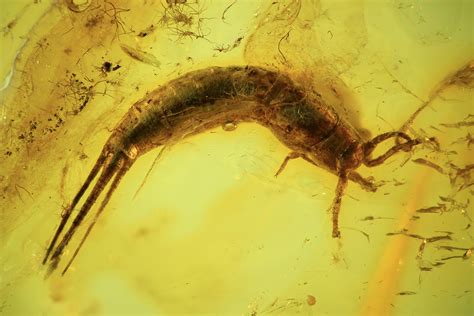 Detailed Fossil Bristletail (Archaeognatha) In Baltic Amber (#105440) For Sale - FossilEra.com