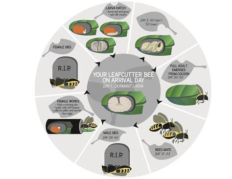 Lifecycle of a Leafcutter Bee | Bee, Life cycles, Pollination