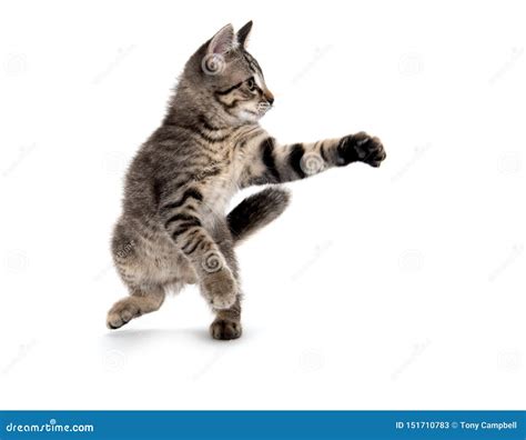 Tabby Cat Playing on White Background Stock Image - Image of paws, single: 151710783