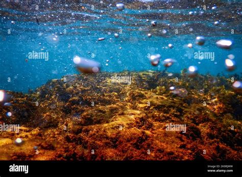 Forest of Seaweed, Seaweed Underwater, Underwater Scene Stock Photo - Alamy