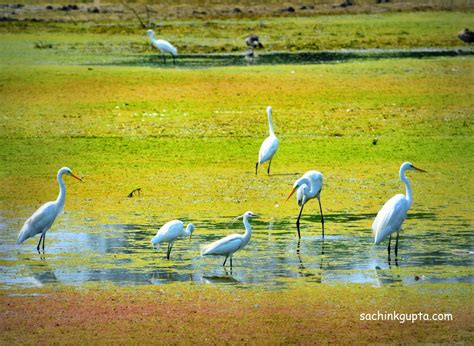 Sultanpur Bird Sanctuary, Gurgaon ~ LENS (Like, Enjoy, Navigate, Share)