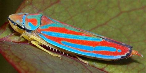 Red Banded Leafhopper - Graphocephala coccinea - BugGuide.Net | Leafhopper, Red band, Red