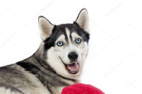 Smiling husky | Smiling husky — Stock Photo © kozzi2 #13125696