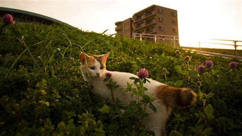 Download wallpaper 3840x2160 cat, flowers, grass, pet 4k uhd 16:9 hd ...