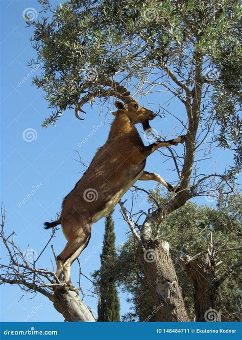 The Nubian Ibex Capra Nubiana Climbing a Tree Stock Image - Image of ...