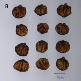 Crude drugs of Chinaberry leaves (A), Malayan cherry fruits (B), and... | Download Scientific ...