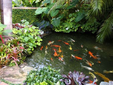 20+ Koi Pond Plants Pictures