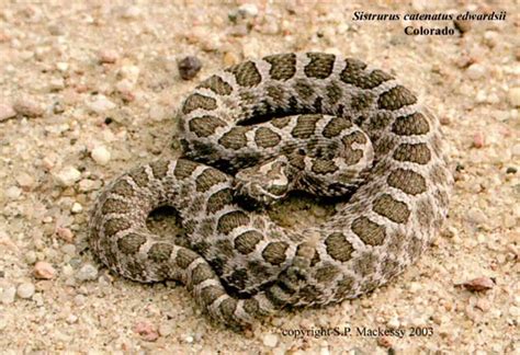 Desert massasauga rattlesnake - WildEarth Guardians