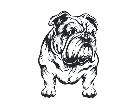 Black and White Bulldog vector illustration, Angry face bull dog vector 20530107 Vector Art at ...