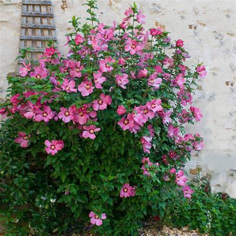 Rose of Sharon Althea Shrubs – FastGrowingTrees.com