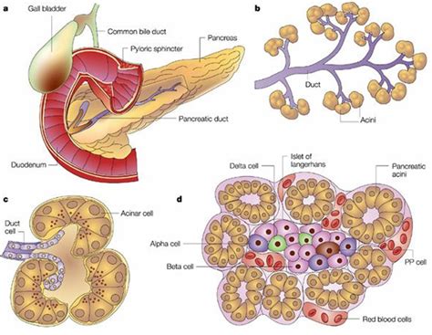 Trypsin enzyme function, production, cleavage & trypsin inhibitor