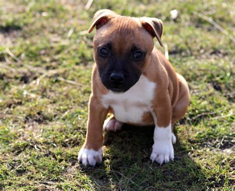 Staffordshire Bullterrier ☀️ » Rasseportrait, Wesen / Charakter, Züchter