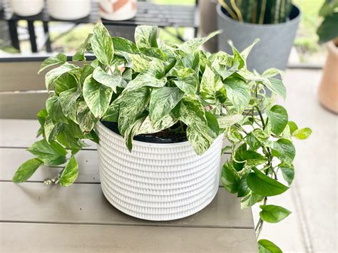 Marble Queen Pothos Care | Everything You Need to Know - AroidWiki